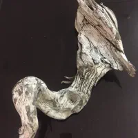 چوبهای تزئینی اکواریوم