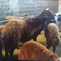 بره قوچ افشاری اصل و کار بلد