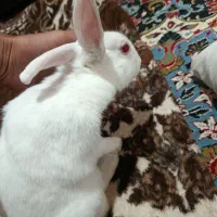 خرگوش|موش و خرگوش|مرند, |دیوار