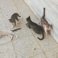 واگذاری رایگانه بچه گربه