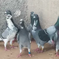 پلاکی کل کل و..‌‌.