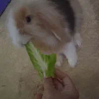 خرگوش مینی لوپ ترکیش