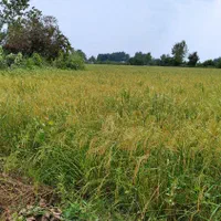 اجاره روزانه/هفتگی/ماهانه ویلا ۶۵ متری|اجارهٔ کوتاهمدت ویلا و باغ|خمام, |دیوار