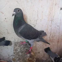کبوتر دورگ