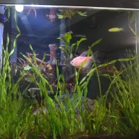 آکواریوم پلنت|ماهی|قم, نخودی|دیوار