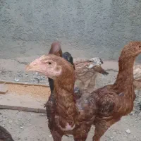 جوجه لاری مرغ و خروس|حیوانات مزرعه|کرمانشاه, |دیوار