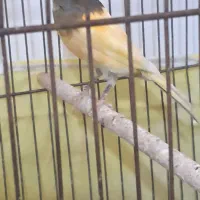 قناری نر|پرنده|برخوار, |دیوار