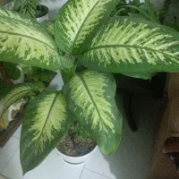 گل های زیبا
