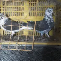 کبوترتهرانی