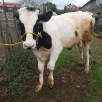 ۲عدد کل نر دورگ اصیل|حیوانات مزرعه|سنگر, |دیوار