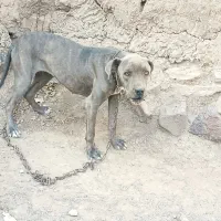 سگ پیت بول|سگ|جوین, |دیوار