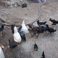 مرغ و خروس گلین و بوقلمون|حیوانات مزرعه|نمین, |دیوار