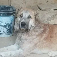 سگ سراب