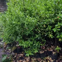 شمشاد طلایی|گل و گیاه طبیعی|سلمانشهر, |دیوار