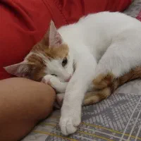 گربه|گربه|مشهد, نوده|دیوار