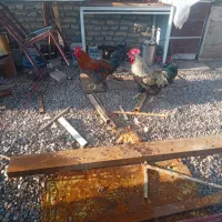 خروس محلی|حیوانات مزرعه|مشهد, شهید آوینی|دیوار