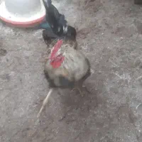 فروش  تعدادی خروس فریک