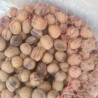 گردو|خوردنی و آشامیدنی|دورود, |دیوار