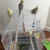 عروس هلندی دستی|پرنده|تهران, سهروردی|دیوار