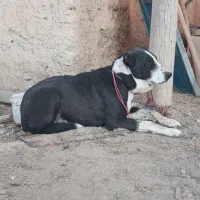 سگ گله و نگهبان