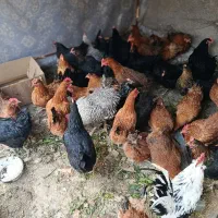 مرغ تخمگذار جوان