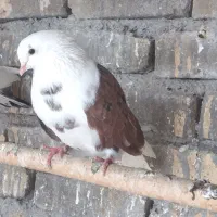 کبوتر|پرنده|هشتگرد, خور|دیوار