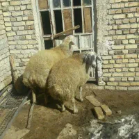 بره قلم آبی گوسفند زودپز|حیوانات مزرعه|قم, الغدیر|دیوار