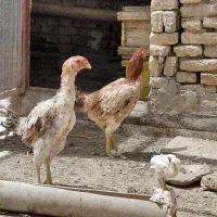 مرغ لاری ، مرغ ،جوجه