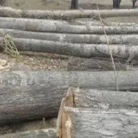 خرید انواع چوب|خدمات باغبانی و درختکاری|باسمنج, |دیوار