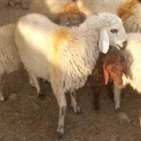 بره نر درشت