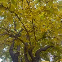 فروش حواله سهند