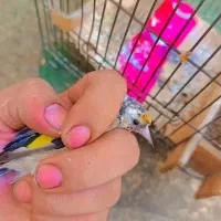 دو عدد سهره|پرنده|قرچک, زیبا شهر|دیوار