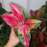 گیاهان خاص|گل و گیاه طبیعی|مراغه, |دیوار