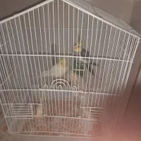 طوطی عروس هلندی فروشی سه تا ۴۰۰۰۰۰۰تومان