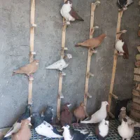 کبوتر رنگه|پرنده|بیرجند, |دیوار