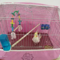 عروس هلندی سربیشه