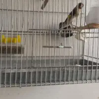 سره مست آماده  کار داده ماده