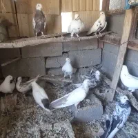 کفتر دمبی همه رنگ|پرنده|آذرشهر, |دیوار