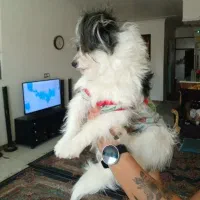 سگ شناسنامه دار