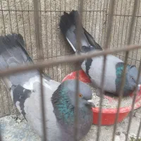 ی جفت کفتر سبز کاغذی