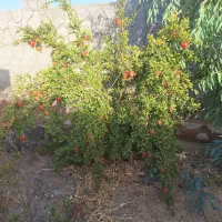 باغ ویلا|فروش خانه و ویلا|اصفهان, براآن شمالی|دیوار