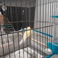 قناری|پرنده|پاکدشت, پاکدشت (مامازند)|دیوار