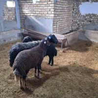 میش و بره دوقلو|حیوانات مزرعه|بروجرد, |دیوار