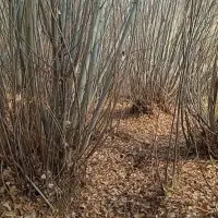 خرید وقطع و فروش انواع چوب