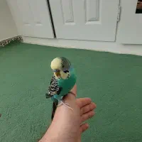 مرغ عشق دستی|پرنده|اندیشه, اندیشه فاز ۵|دیوار