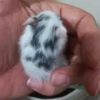 همستر نژادپشمالودست اموز رام|موش و خرگوش|رشت, استقامت ۲|دیوار