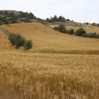 زمین کشاورزی دیم