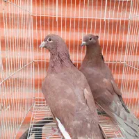 کبوتر دورگ|پرنده|خرمشهر, |دیوار