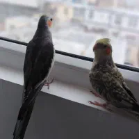 عروس هلندی سینامون و گل باقالی