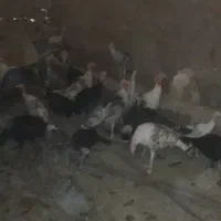 بوقلمون|حیوانات مزرعه|دهدشت, |دیوار
